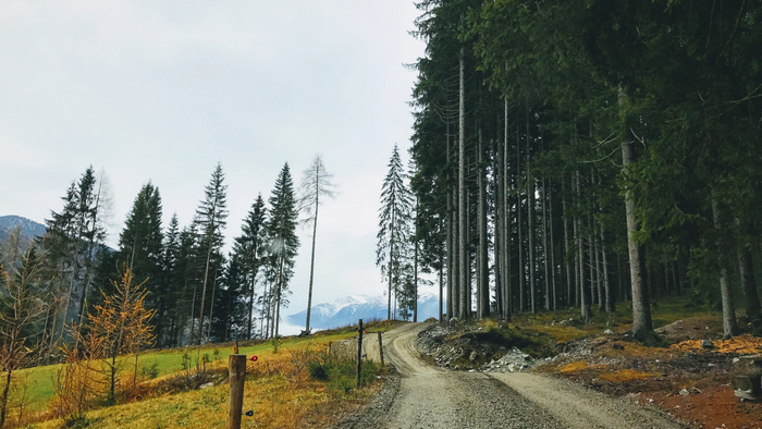 Dirt road through a forest with mountains in the background