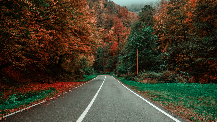 Road through a forest in autumn with mist