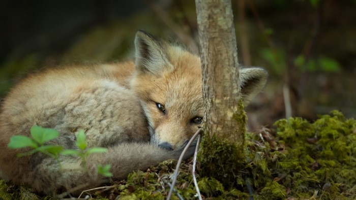 A young fox rests near a tree in a forest