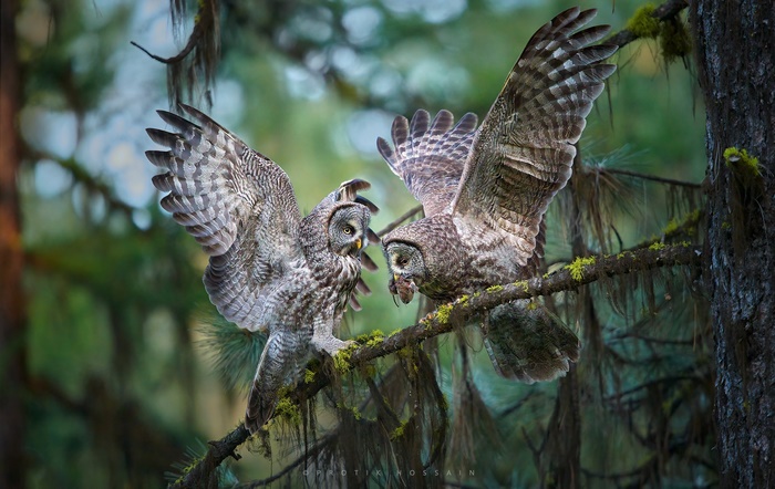 Two Great Grey Owls on a branch
