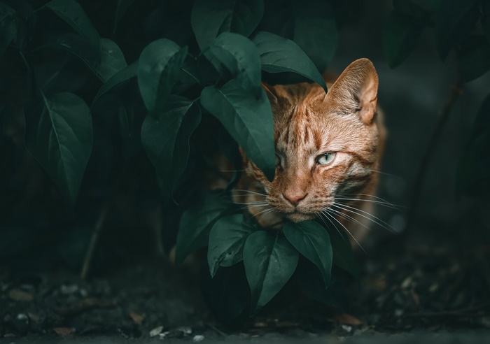 Orange cat peeking through green leaves