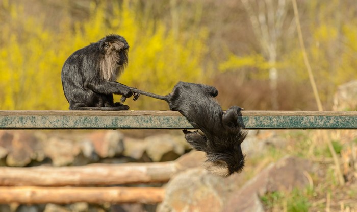 4K monkeys playing with tail