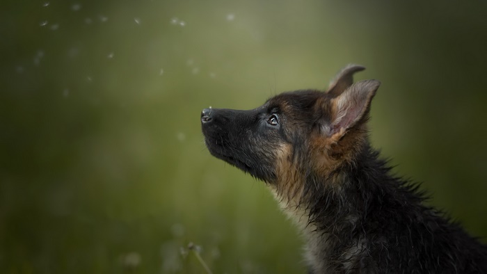 German Shepherd puppy looking up at floating particles
