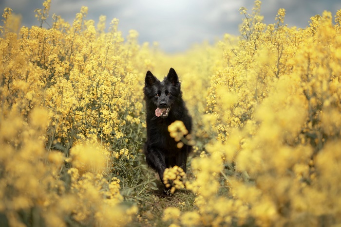 Black German Shepherd Running in Yellow Rapeseed Field
