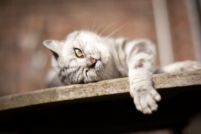 Cat 4K