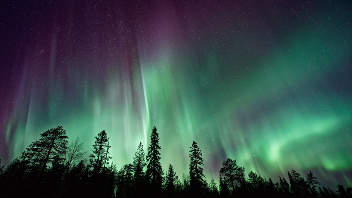 Aurora Borealis over a dark forest