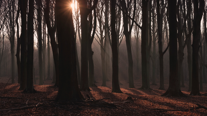 Sun rays shining through a misty forest in autumn