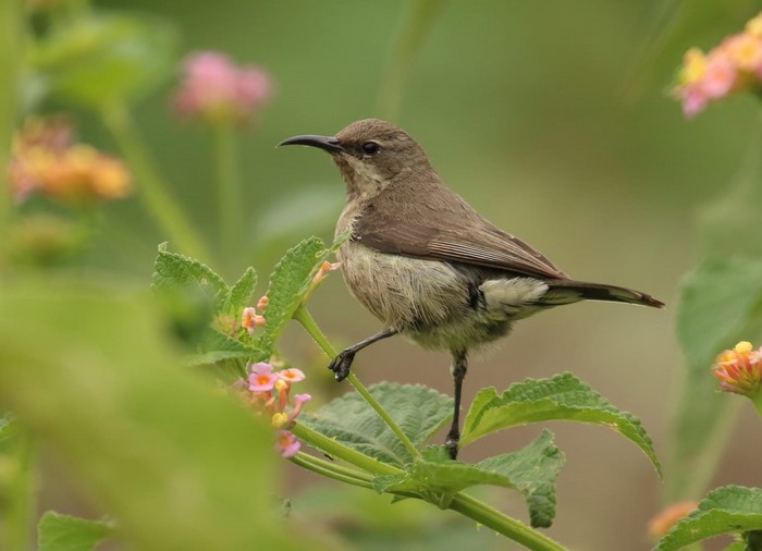A small brown bird perched on a flowering plant