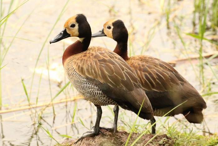 Two white-faced whistling ducks in shallow water