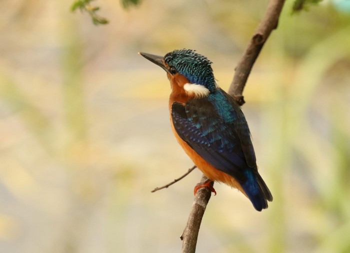 Kingfisher perched on a branch
