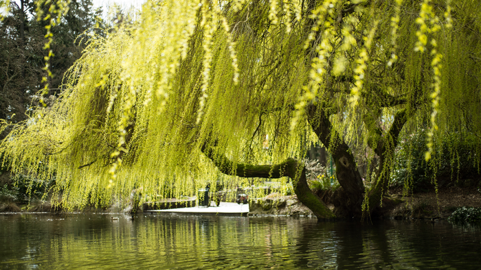 Weeping willow tree over a pond in a park