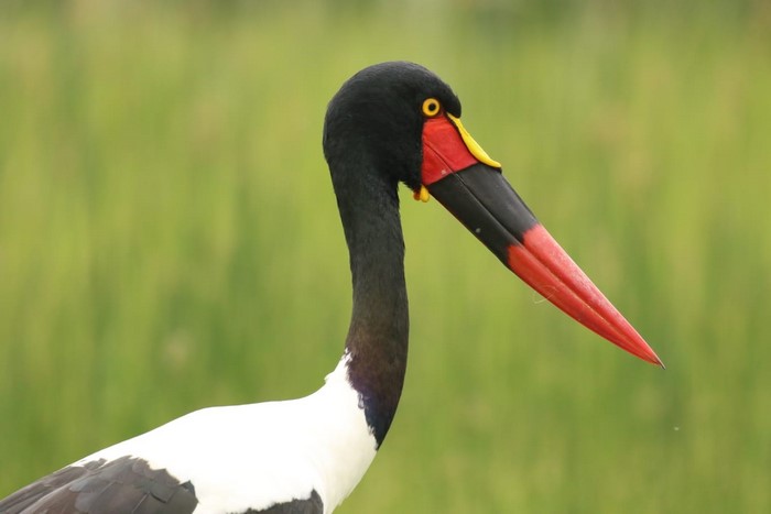 Saddle-billed stork with black and white plumage
