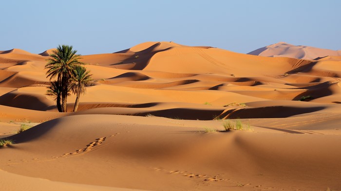 Desert dunes with palm trees and footprints