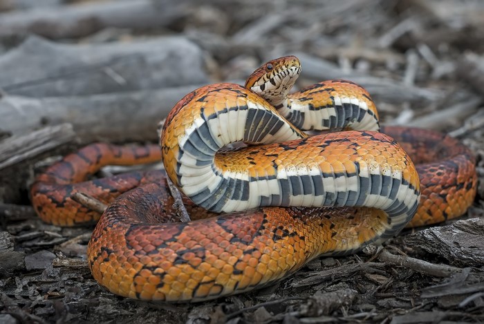 Corn snake coiled on the ground