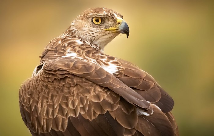 Close-up of a hawk with yellow eyes