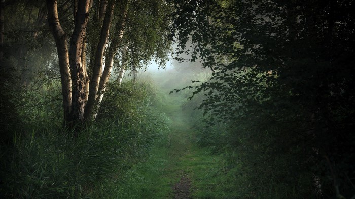 4K trees and plants in nature outdoors