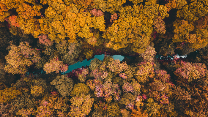 Aerial view of a river flowing through an autumn forest