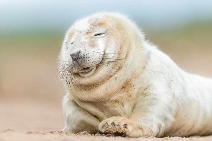 A cute baby seal lying on the sand