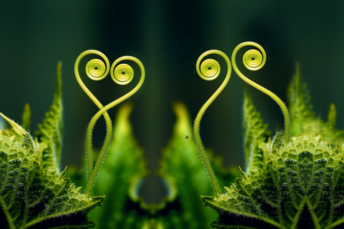 Two heart-shaped plant tendrils with curled tips
