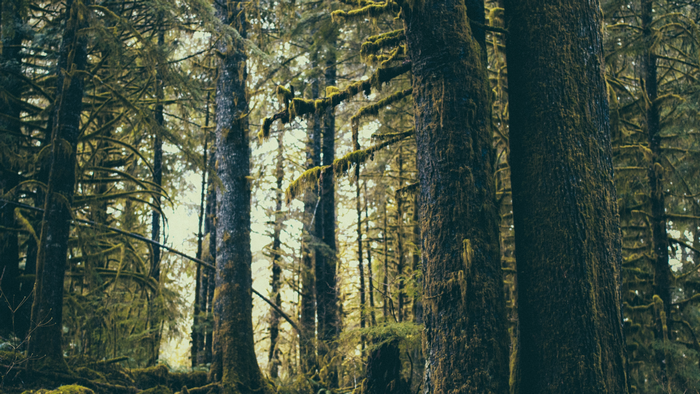 Moss-covered trees in a forest in Oregon, USA