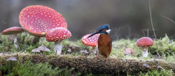 Kingfisher bird on a mossy log with mushrooms