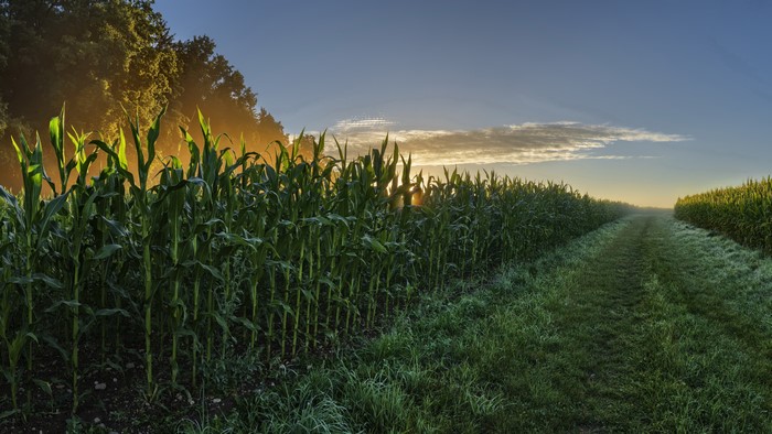 Cornfield at sunrise with a dirt path