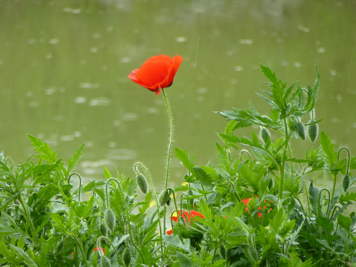 Red poppy flower in the rain near a pond