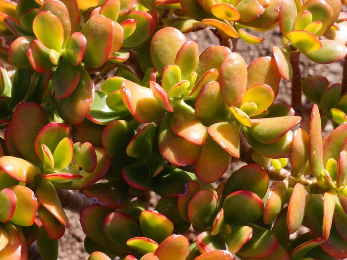 Jade plant with red-tipped green leaves