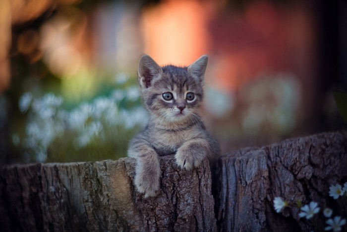 Kitten sitting on a tree stump outdoors
