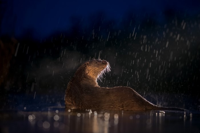 Otter in the rain at night
