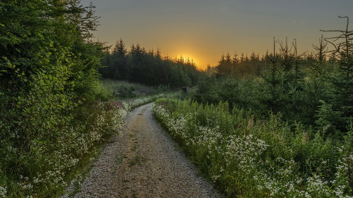 Dirt road through a forest at sunset