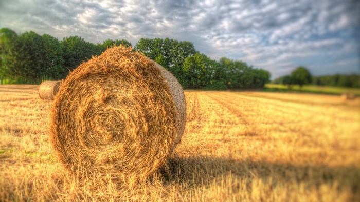 Hay bales in a harvested field with trees and clouds