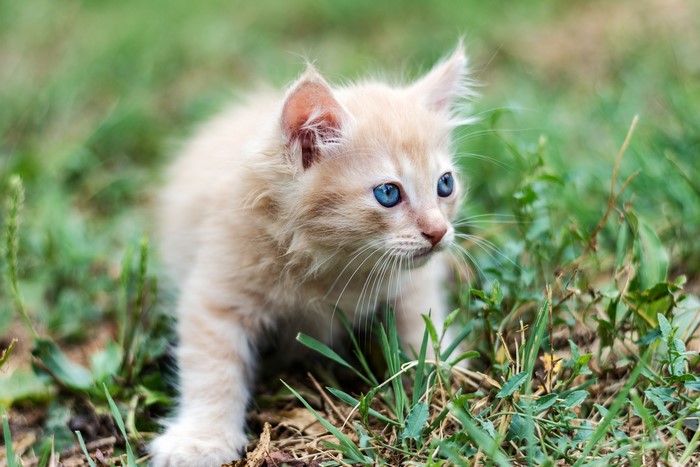A fluffy kitten with blue eyes in the grass