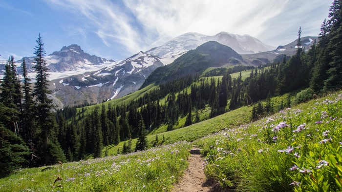 Mountain landscape with wildflowers and pine trees