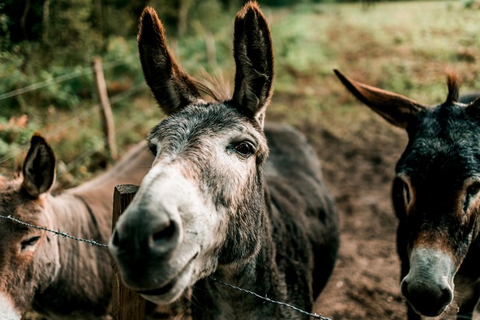 Three donkeys behind a barbed wire fence