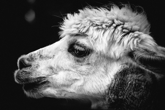 Close-up profile of a black and white alpaca