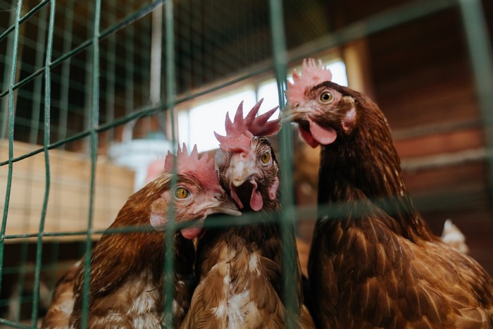 Three chickens in a cage