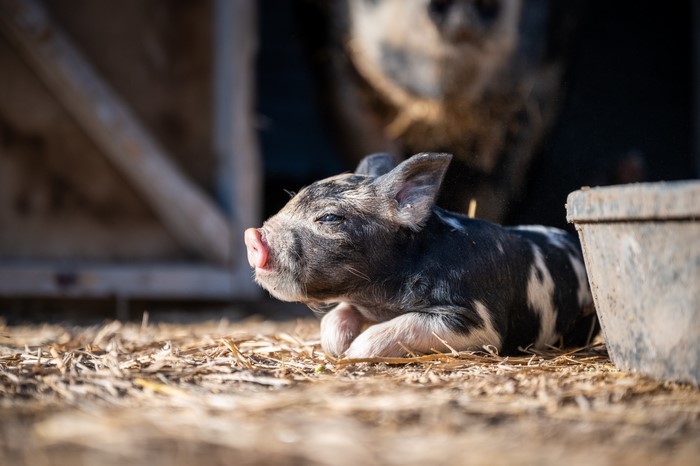 4K baby pig on a farm