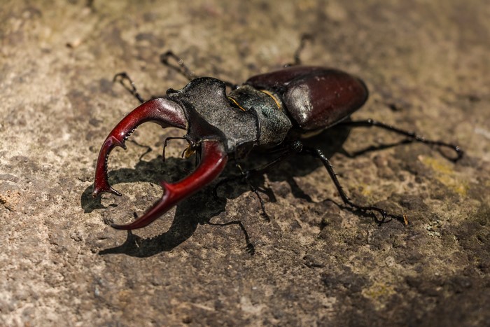 Stag beetle on a stone surface