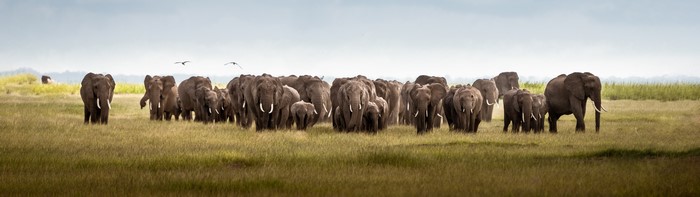 Herd of elephants in Kenya, Africa