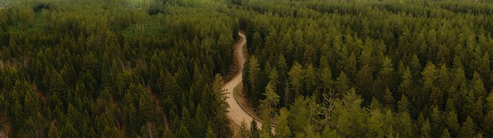 4K Ultrawide Road Through a Dense Forest