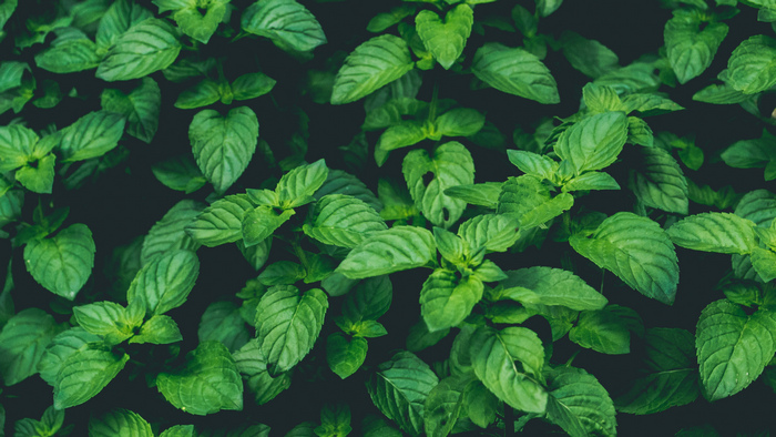 Close-up of green mint leaves with shallow depth of field