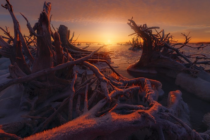 Dead trees covered in frost on a frozen lake at sunset