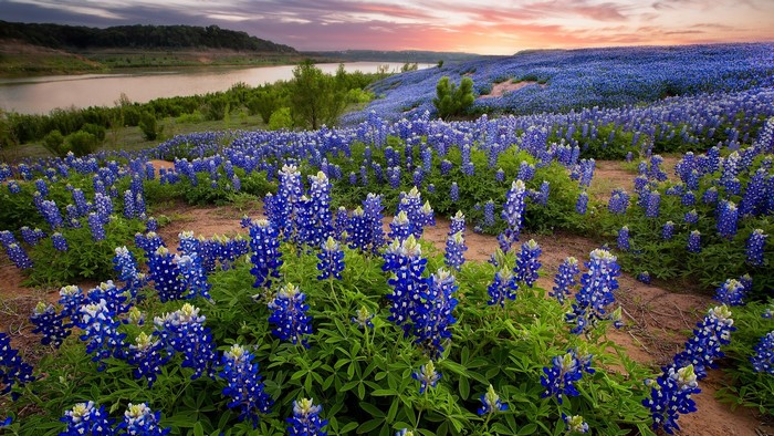 Texas Bluebonnet Flowers Field by the Lake at Sunset