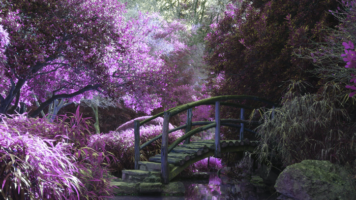 Wooden bridge over water in a purple garden