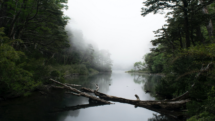 Misty forest river with fallen tree