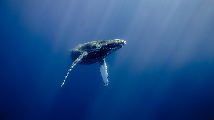 Humpback whale swimming in the ocean with sun rays