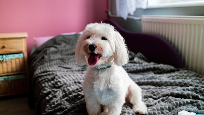 White dog sitting on a bed