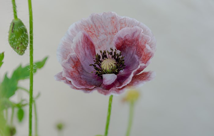 4K Poppies Flowers