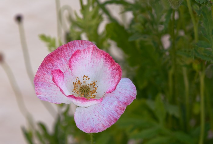 Pink and white poppy flower with green foliage